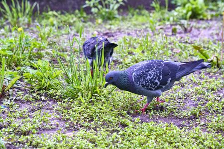 two street pigeons looking for food on the groundの写真素材