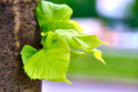 young tree leaves grow straight out of the trunkの写真素材