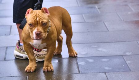 Little cute puppy dog pit bull on a leashの写真素材