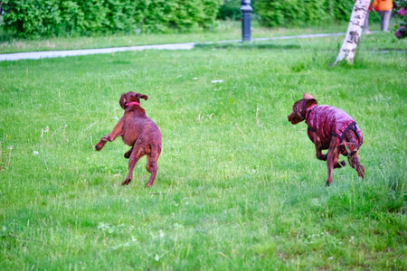 Two Irish setters playing on grass general plan