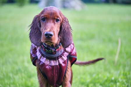 Irish Setter standing in the meadow general planの写真素材