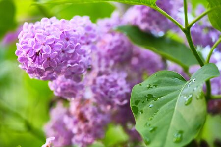 Beautiful flowering branch of lilac flowers close-up macro shot with blurry background. Spring nature floral background, pink purple lilac flowers. Greeting card banner with flowers for the holiday colorの写真素材