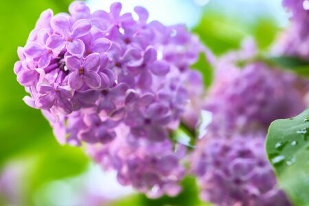 Beautiful flowering branch of lilac flowers close-up macro shot with blurry background. Spring nature floral background, pink purple lilac flowers. Greeting card banner with flowers for the holiday colorの写真素材