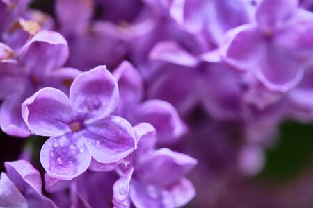 Beautiful flowering branch of lilac flowers close-up macro shot with blurry background. Spring nature floral background, pink purple lilac flowers. Greeting card banner with flowers for the holiday colorの写真素材