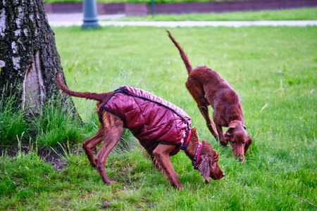 Two Irish setters playing on grass general plan