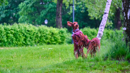 Two Irish setters playing on grass general plan