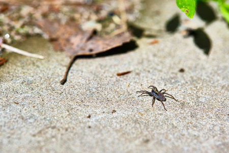 Spider sits on the sand selective focusの写真素材