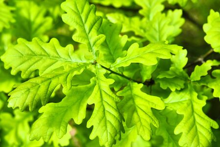 beautiful leaves of young oakの写真素材