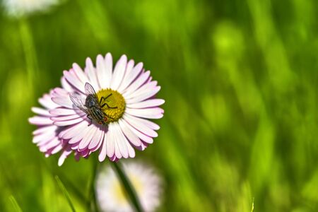 beautiful wildflowers blurred background general planの写真素材