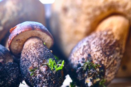 beautiful edible mushrooms general plan