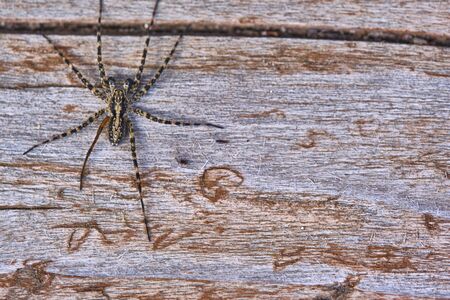 Spider sits on a macro boardの写真素材