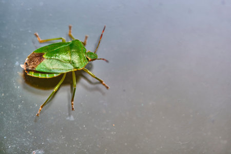 field bedbug sits on the glass