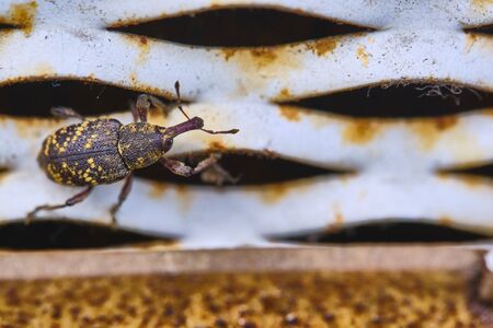 Beetle crawls on metal grate general planの写真素材