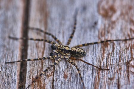 Spider sits on a macro boardの写真素材