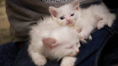 British kitten rare color (lilac) and puppies dachshundの写真素材