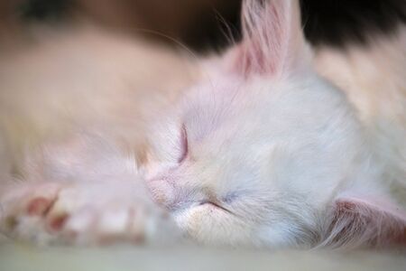 White Kitten Sleeps Close-Up blur backgroundの写真素材