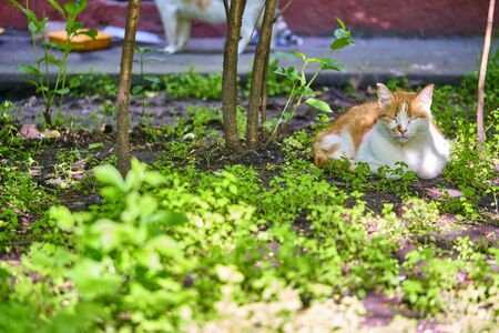 street cat lies on the ground general planの写真素材