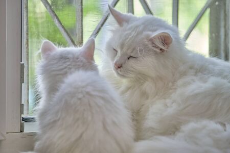 kitten and cat sit by the windowの写真素材