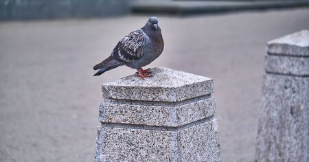street pigeon sits on a stone poleの写真素材