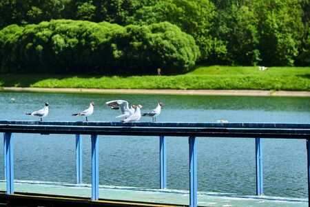 white seagulls sit on the wharfの写真素材