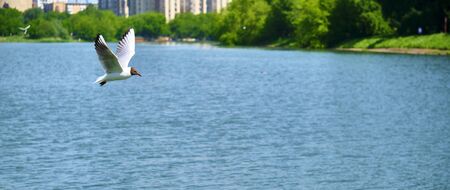 White seagull flies over waterの写真素材