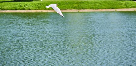 White seagull flies over waterの写真素材