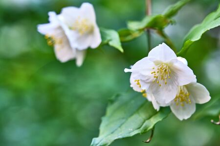 beautiful white flowers blurred backgroundの写真素材
