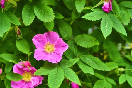 close-up of wildflowers general planm view on top colorの写真素材