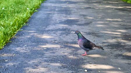 street pigeon goes on the asphaltの写真素材