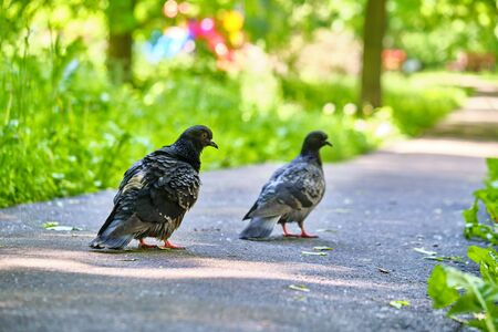 two street pigeon goes on the asphaltの写真素材