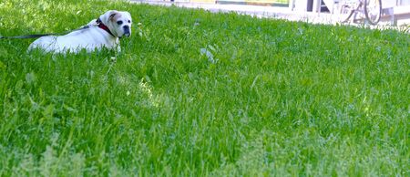 White dog lies on green grass general planの写真素材