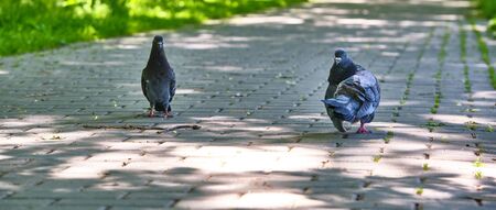 two street pigeon goes on the asphaltの写真素材