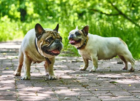 Two charming bulldogs general planの写真素材