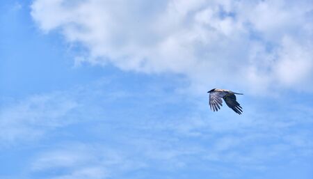 Crow beautifully flies in the sky general planの写真素材