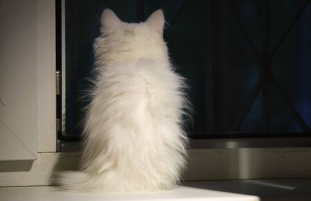 White kitten sits on the window low lightの写真素材