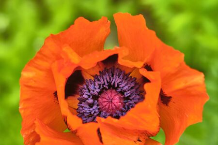 beautiful poppy flowers general planの写真素材
