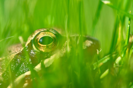 Frog sits in the grass close up