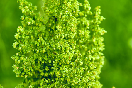 beautiful fluffy green bush. blur background.