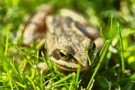 Frog sits in the grass close upの写真素材