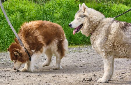 Two furry dogs on leashes. general plan.の写真素材