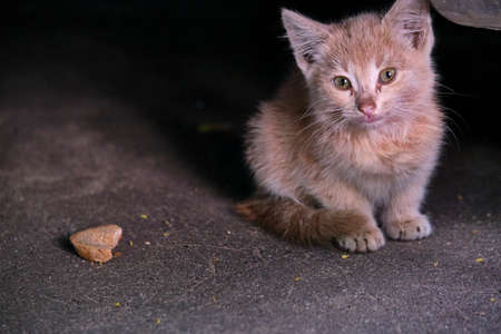 Homeless kitten sits under a car. general plan.の写真素材