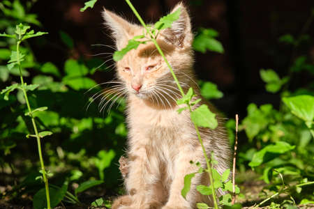 homeless kitten sits on the pavement. general plan.の写真素材