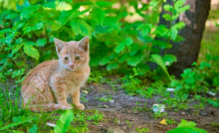 homeless kitten sits on the pavement. general plan.の写真素材