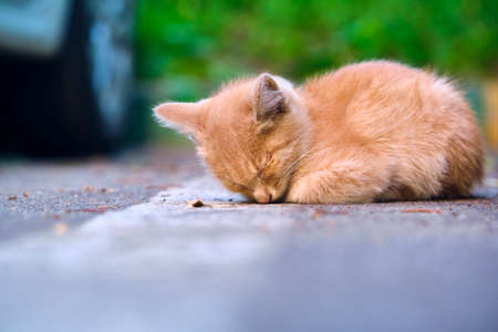 A ginger kitten sleeping aloneの写真素材