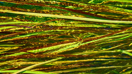 Green algae in river. Long stems in clear water. Natural background.