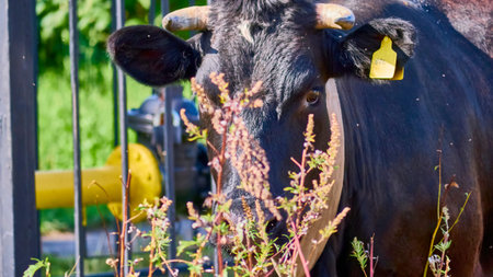 Cow on a green meadow. Young calf on a green field in the countryside. Pasture for cattle. Cow in the countryside outdoorsの写真素材