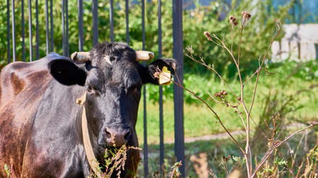 Cow on a green meadow. Young calf on a green field in the countryside. Pasture for cattle. Cow in the countryside outdoorsの写真素材