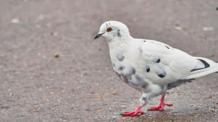 Portrait of a common white pigeonの写真素材
