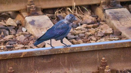 bird walks on rails. general plan