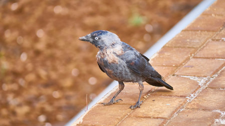 Black bird sits on the peron of the station. general plan